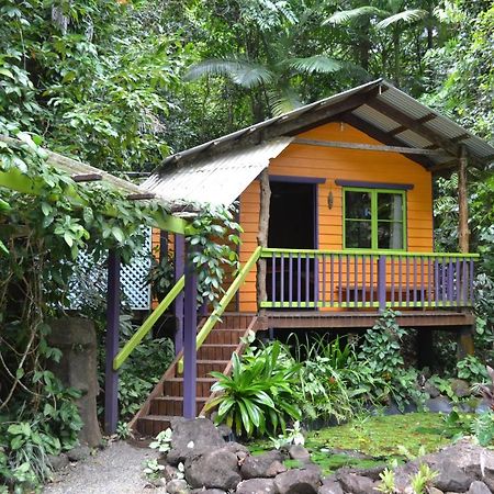Rainforest Hideaway Cape Tribulation Zewnętrze zdjęcie