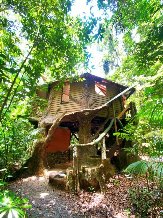Rainforest Hideaway Cape Tribulation Zewnętrze zdjęcie