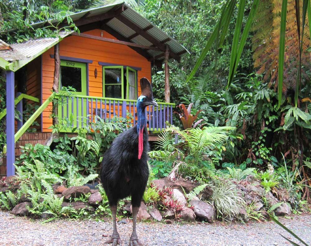 Rainforest Hideaway Cape Tribulation Zewnętrze zdjęcie